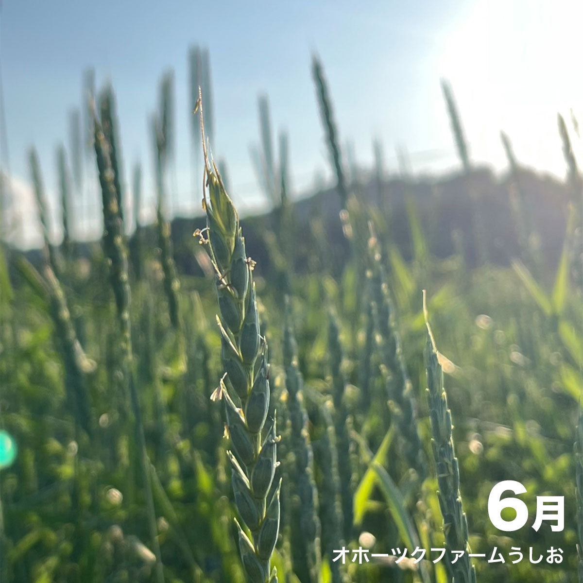 シングルオリジン オホーツクファームうしお 自然栽培スペルト小麦 クラフト全粒粉