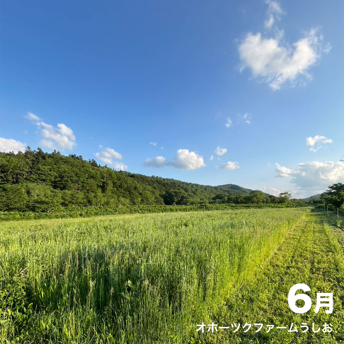 シングルオリジン オホーツクファームうしお 自然栽培スペルト小麦 クラフト全粒粉