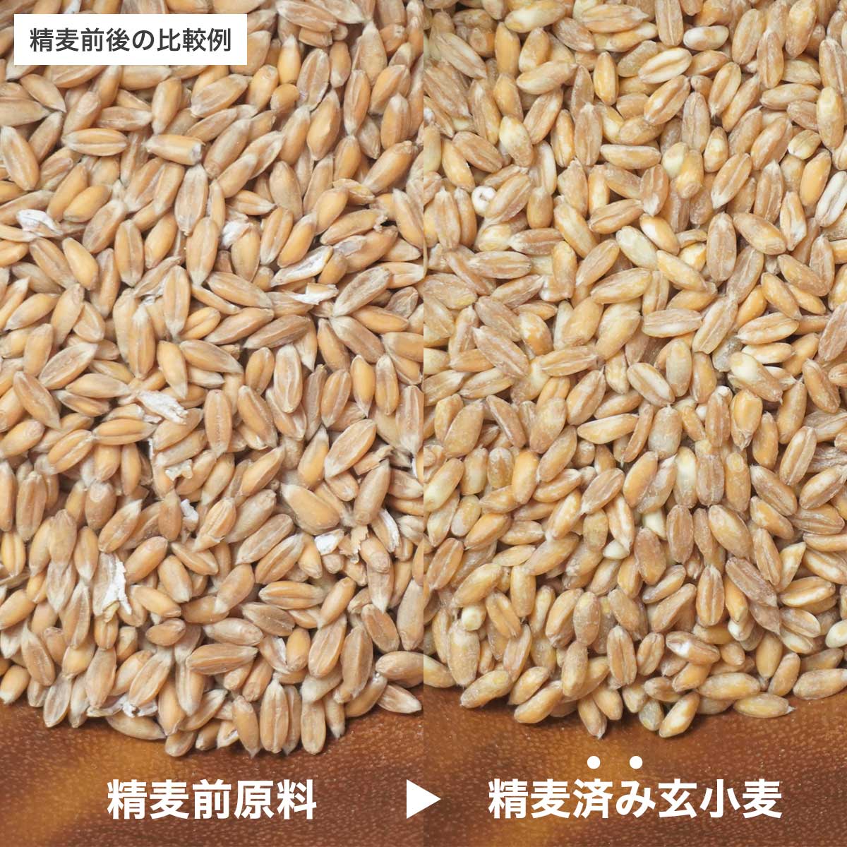 小麦つぶ 春よ恋