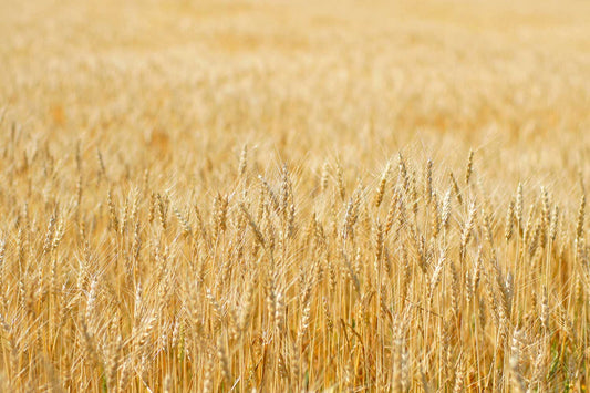 小麦の消費量は増えたのか。