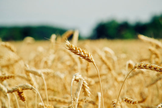 シングルオリジン小麦とは。