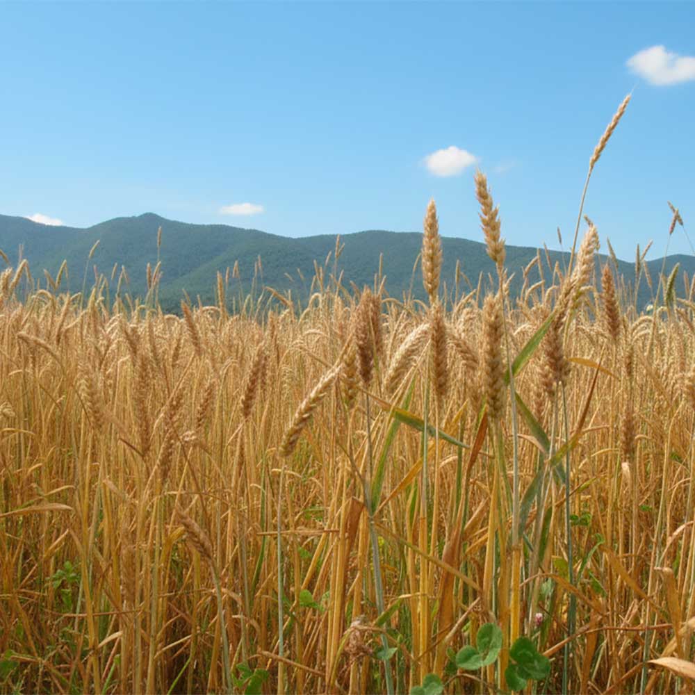 シングルオリジン 中川農場 ブレドゥポピュラシオン クラフト全粒粉