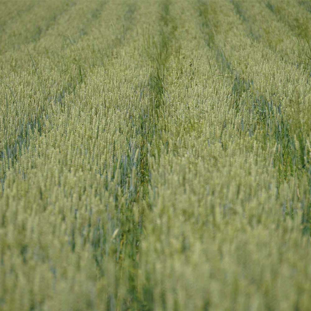 シングルオリジン オフイビラ源吾農場 有機栽培キタノカオリ クラフト小麦粉